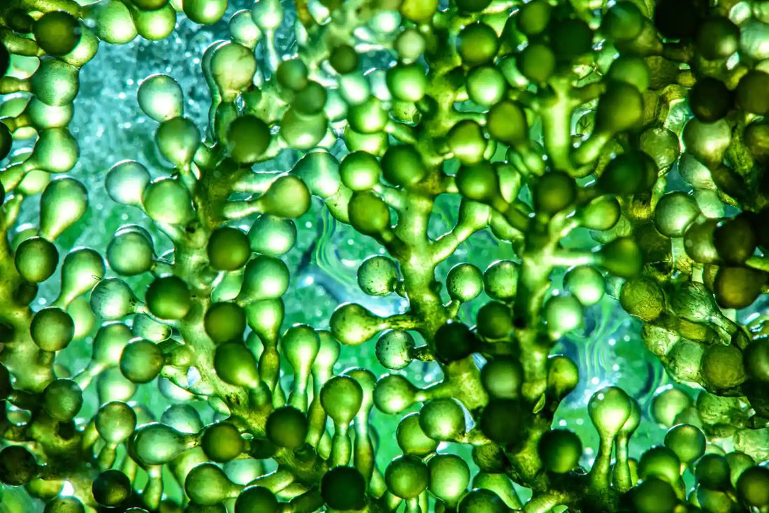 Omega3-green-alge