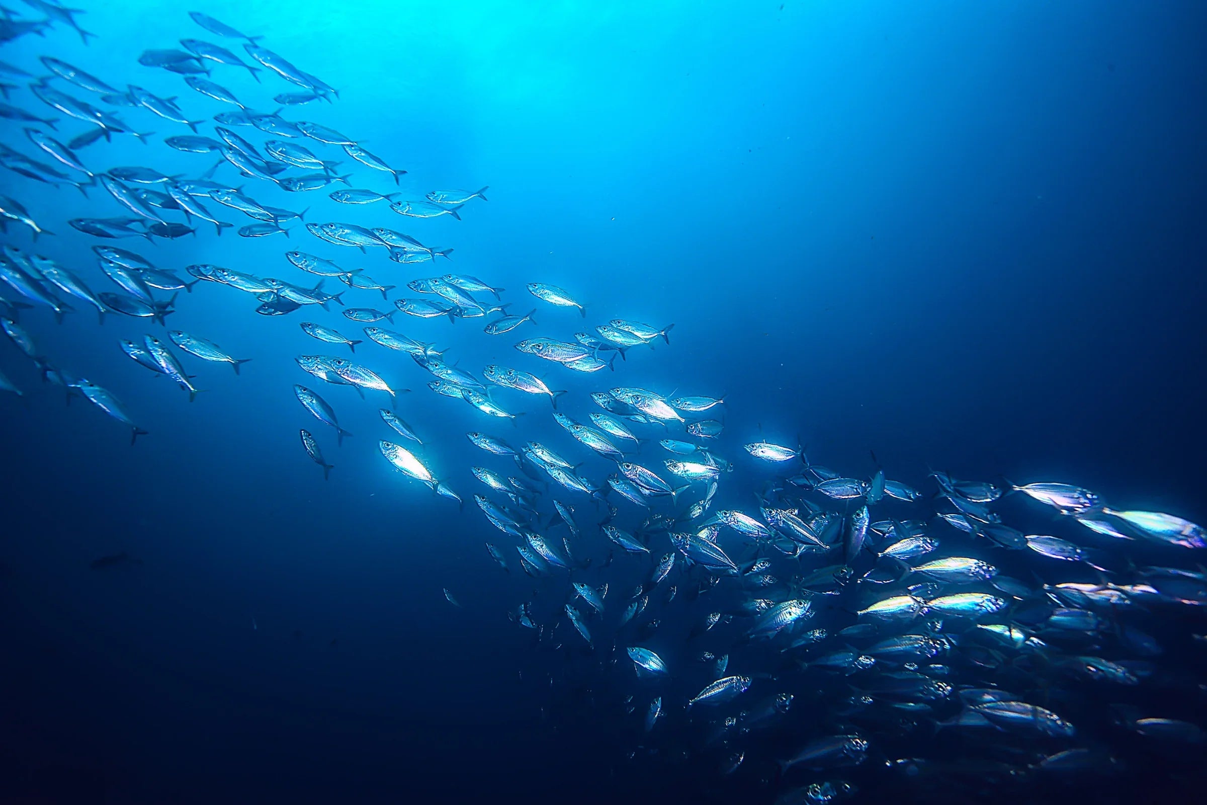 Marine collagen: the types, the sources and the difference that matters