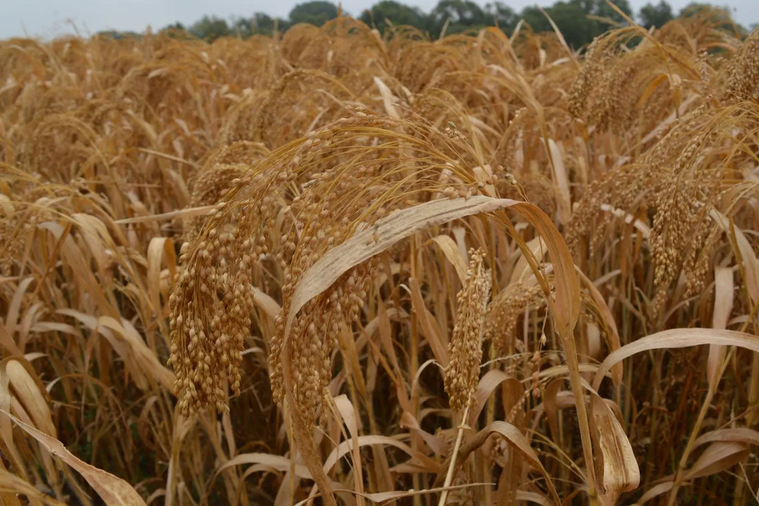 Golden Millet and the Biology Behind Healthy-Looking Hair