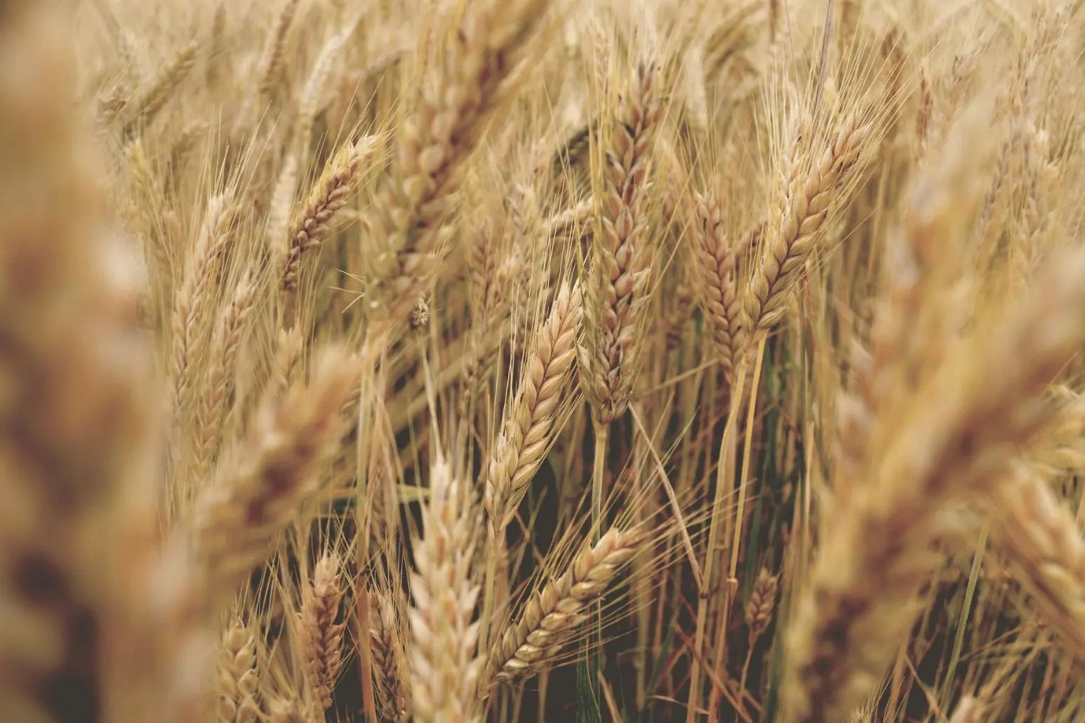 Phytoceramides in a field